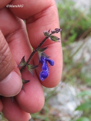Salvia unicostata