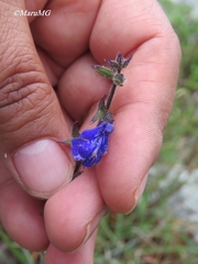 Salvia unicostata
