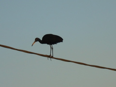 Aramus guarauna