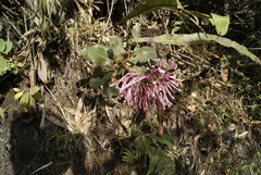 Oreocallis grandiflora