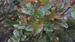 Weinmannia rollottii