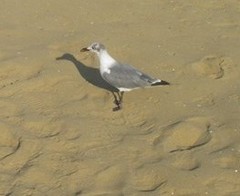 Leucophaeus atricilla