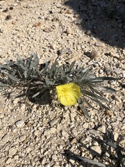 Oenothera lavandulifolia