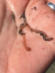Phyllodocidae