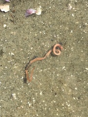 Phyllodocidae