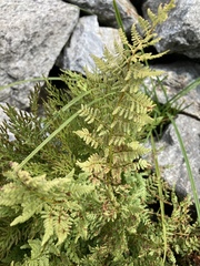 Cryptogramma cascadensis