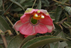 Passiflora mixta