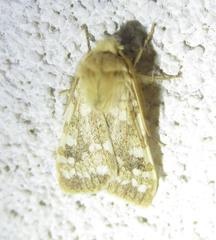 Pseudohemihyalea labecula