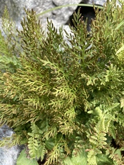 Cryptogramma cascadensis