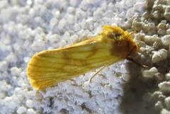 Eulithosia papago