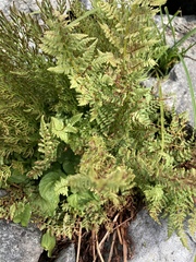 Cryptogramma cascadensis