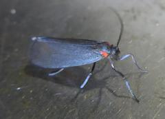 Lycomorpha splendens