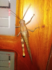 Orthoptera