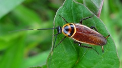 Pseudomops interceptus