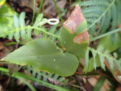 Pellaea paradoxa