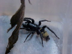 Latonigena auricomis