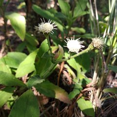 Archibaccharis auriculata