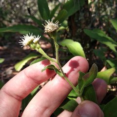 Archibaccharis auriculata