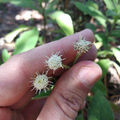 Archibaccharis auriculata