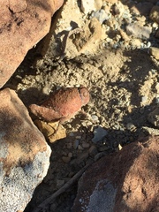 Phrynotettix robertsi