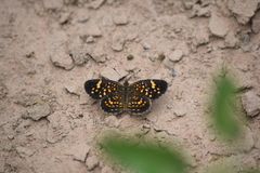Phystis simois variegata