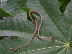 Dryophiops philippina