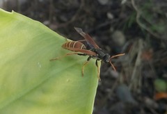 Polistes billardieri