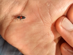 Stenomacra marginella