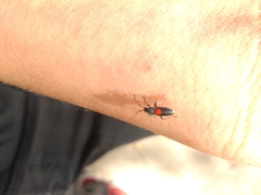 Stenomacra marginella