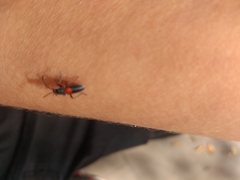 Stenomacra marginella