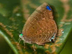 Arhopala milleri