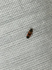 Orthotylinae