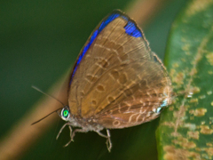 Arhopala milleri