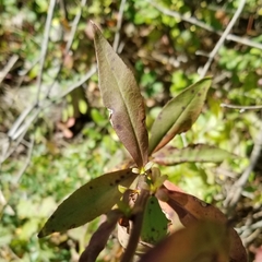 Solidago arguta arguta