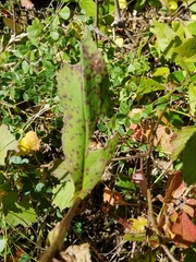 Solidago arguta arguta