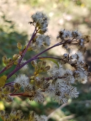 Solidago arguta arguta