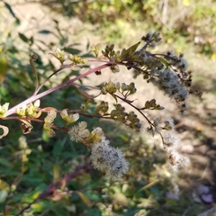 Solidago arguta arguta