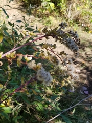 Solidago arguta arguta