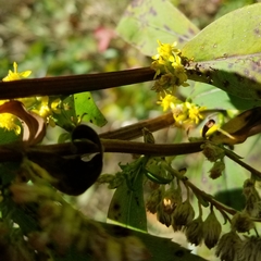 Solidago arguta arguta