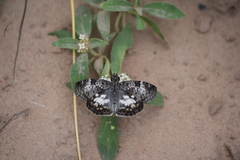 Chiomara asychis autander