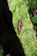 Aidemona azteca azteca