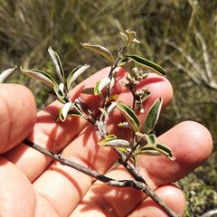 Buddleja parviflora