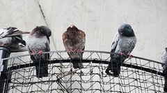 Columba livia domestica