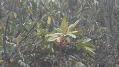 Oreopanax discolor