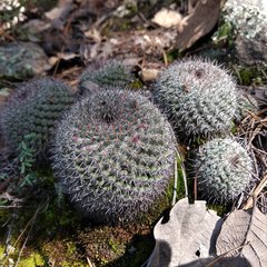 Mammillaria haageana haageana