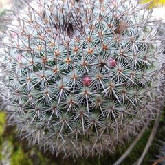 Mammillaria haageana haageana