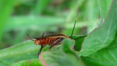 Pseudomops interceptus