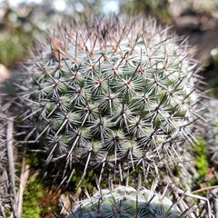 Mammillaria haageana haageana