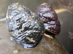 Tegula brunnea