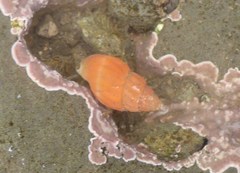 Amphissa versicolor
